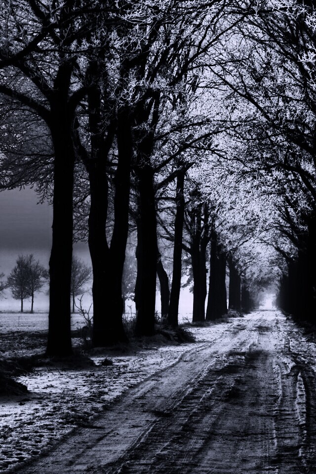 Морозное утро обои