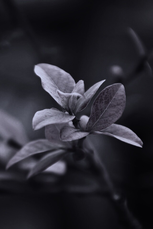 Красные листья на ветке обои