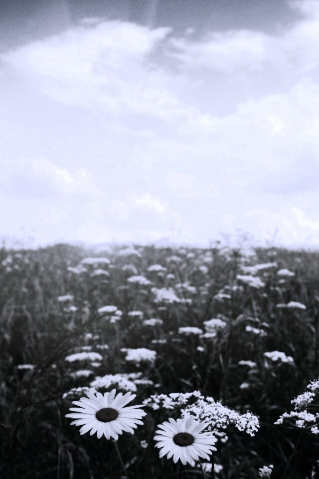 Поле ромашек обои