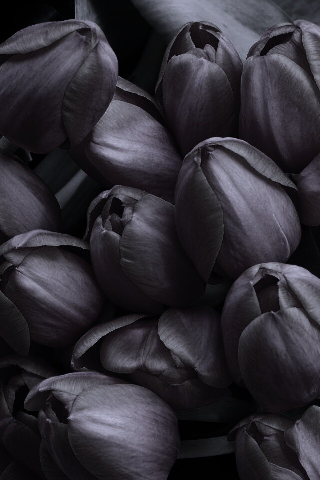 Букет красных тюльпанов обои