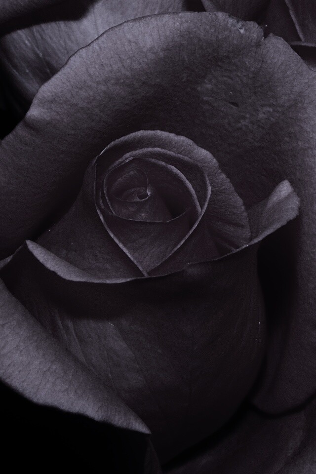 Бутон розы обои