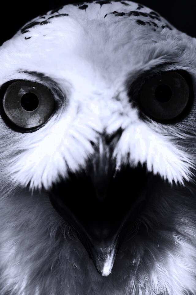 Сова в шоке! обои