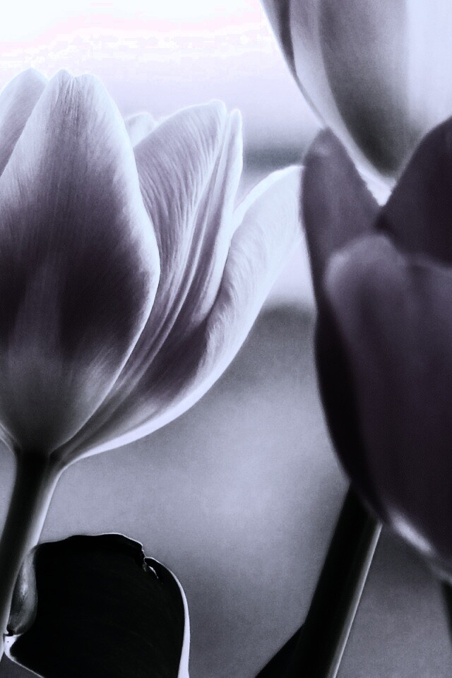 Тюльпаны обои