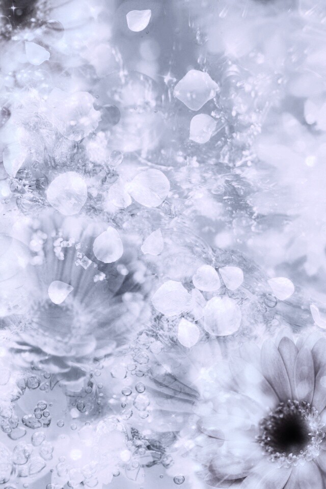 Цветочная эйфория обои