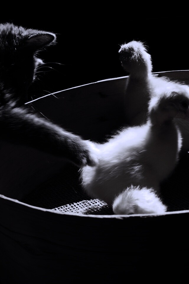 Котенок играет с утятами обои