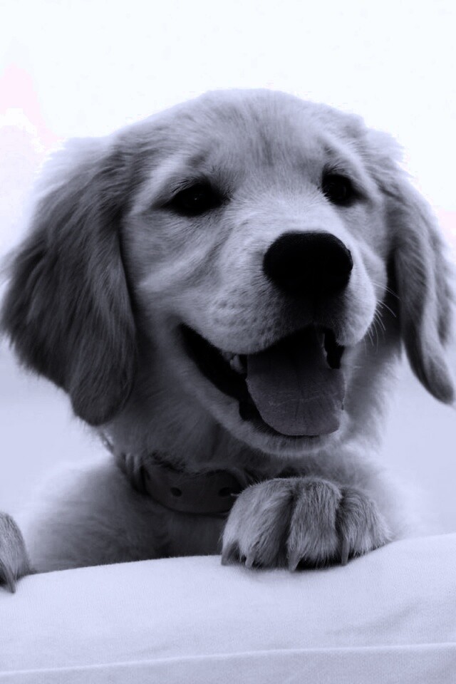 Щенок голден ретривера обои