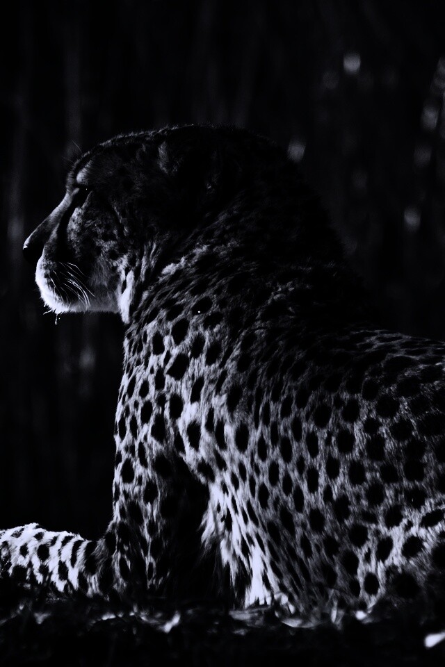 Гепард обои