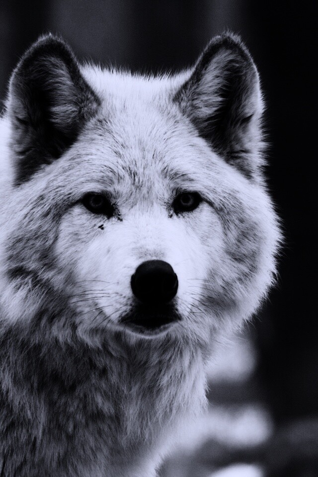 Белые волки обои