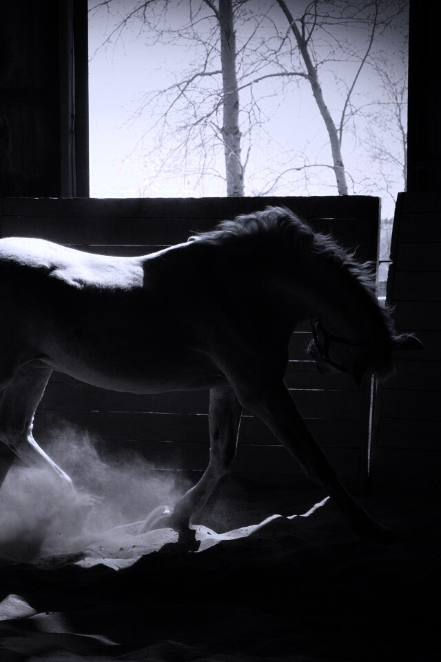 Белая лошадь в загоне обои