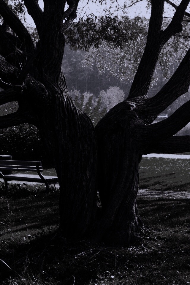 Старые сросшиеся деревья обои