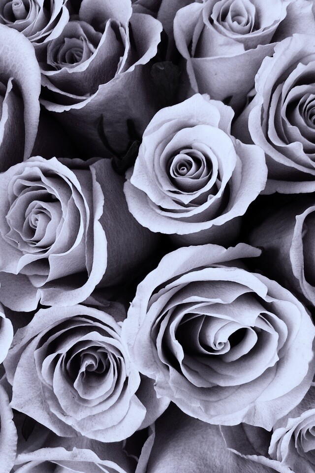 Букет роз обои