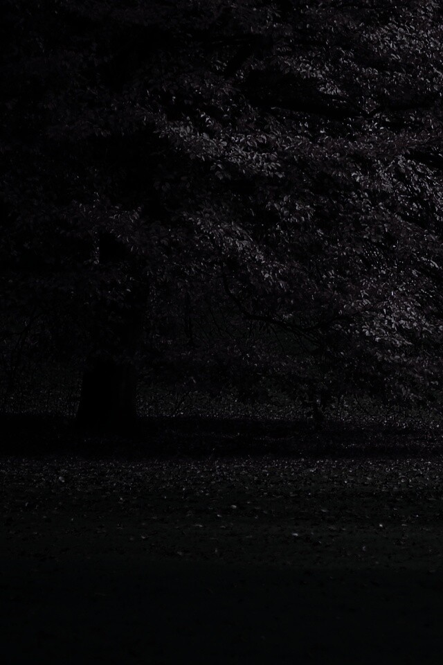 Пожелтевшее дерево с облетающей листвой обои