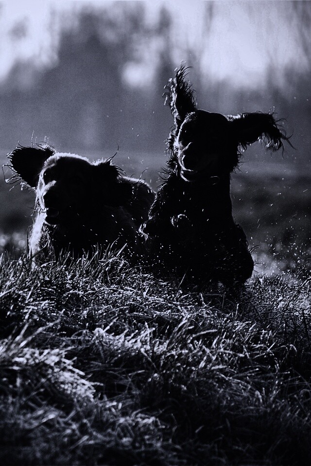 Весёлые таксы обои