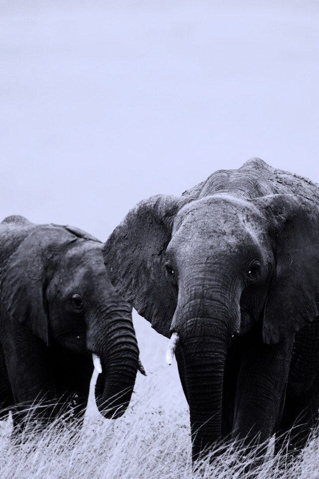 Слон, слониха и слоненок обои
