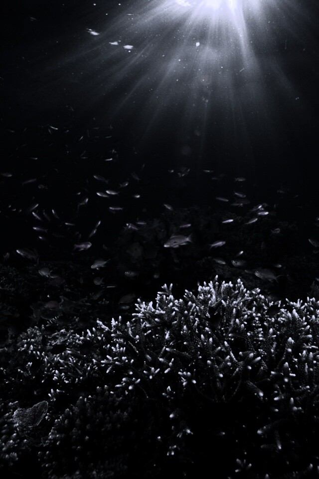 Подводный мир обои