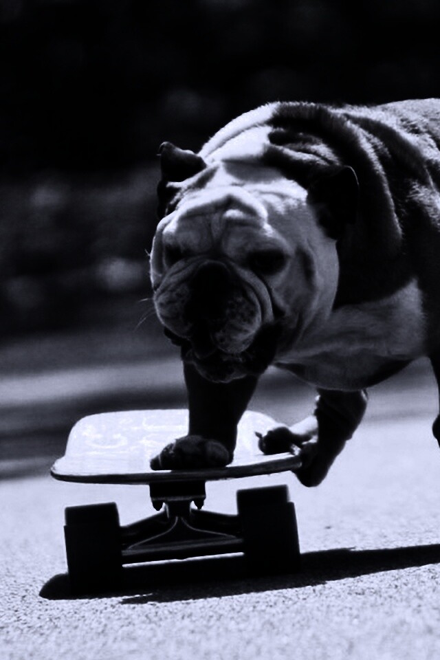 Собака на скейтборде обои