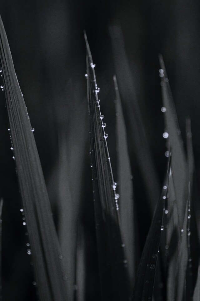 Яркая зеленая трава обои