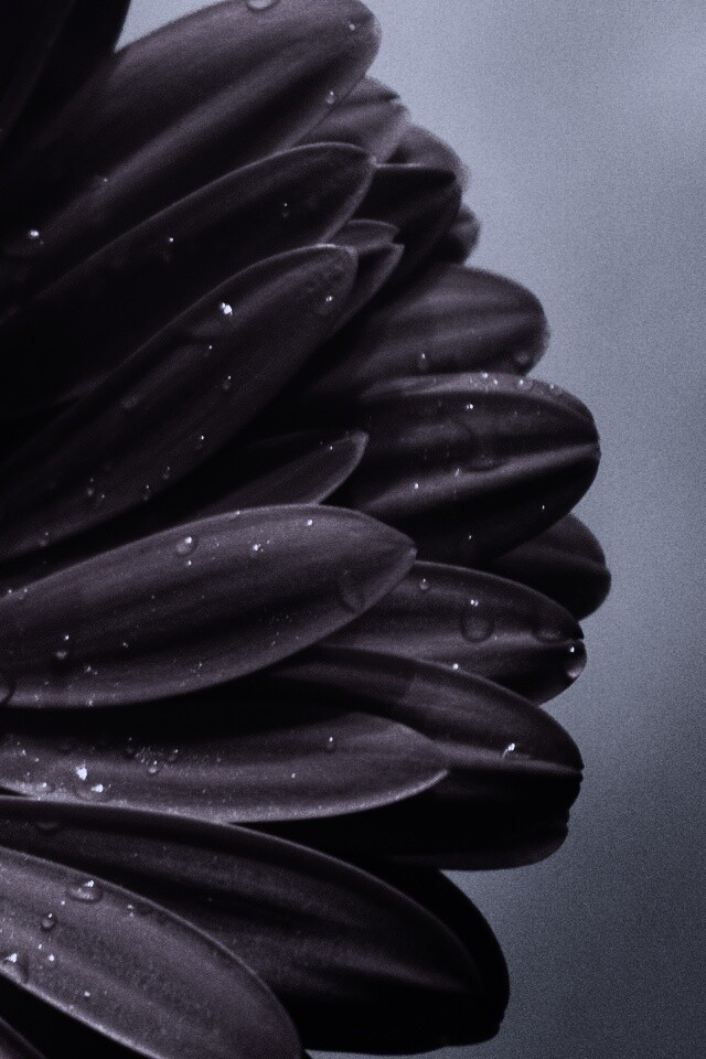 Красная гербера обои