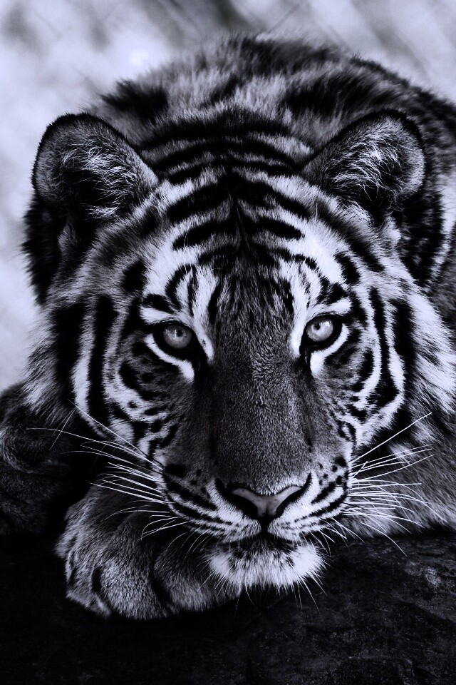 Большая полосатая кошка обои