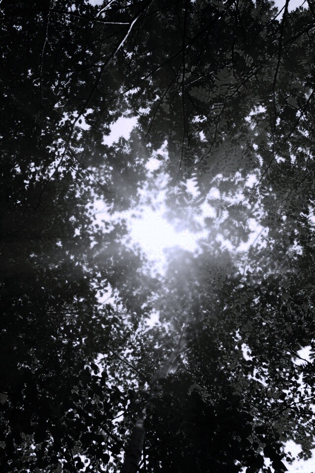 Яркий зеленоватый свет пробивающийся сквозь листву обои