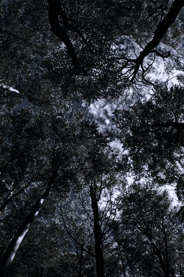 Кроны деревьев обои