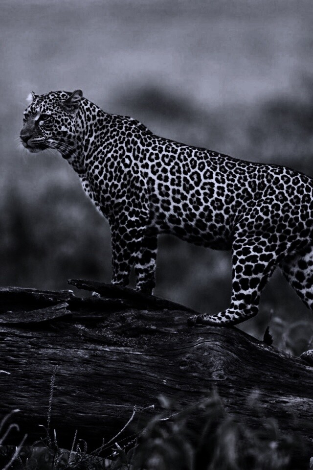 Леопард на природе обои