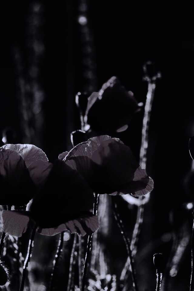 Макро фото мака обои