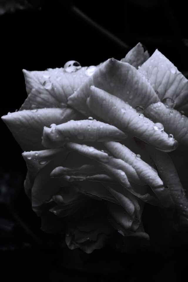 Желтая роза обои