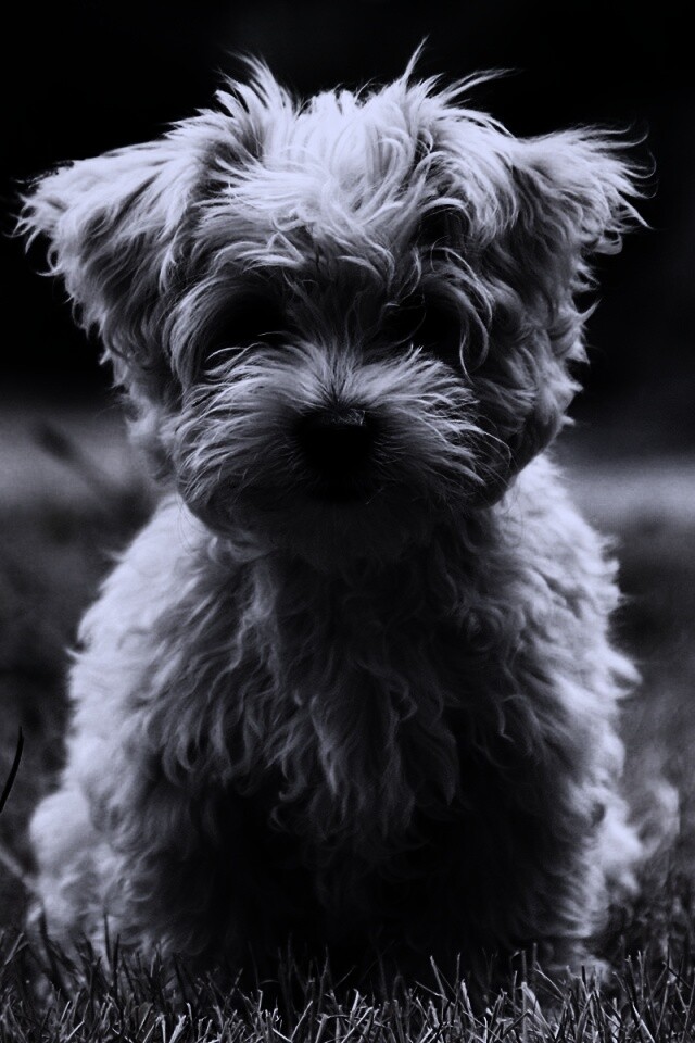 Щенок болонки обои