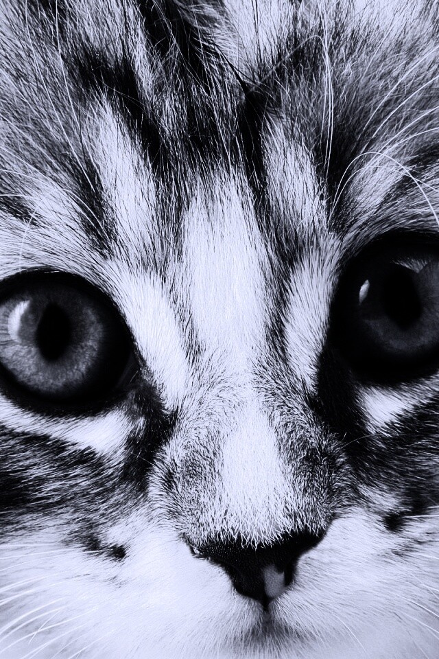 Пушистый котенок обои