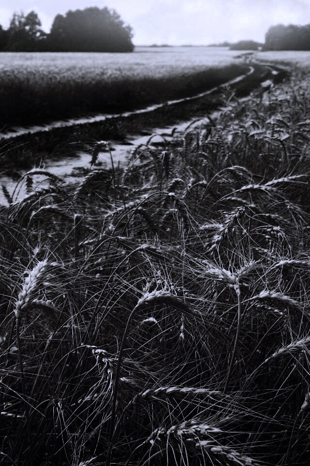 Речка среди поля обои