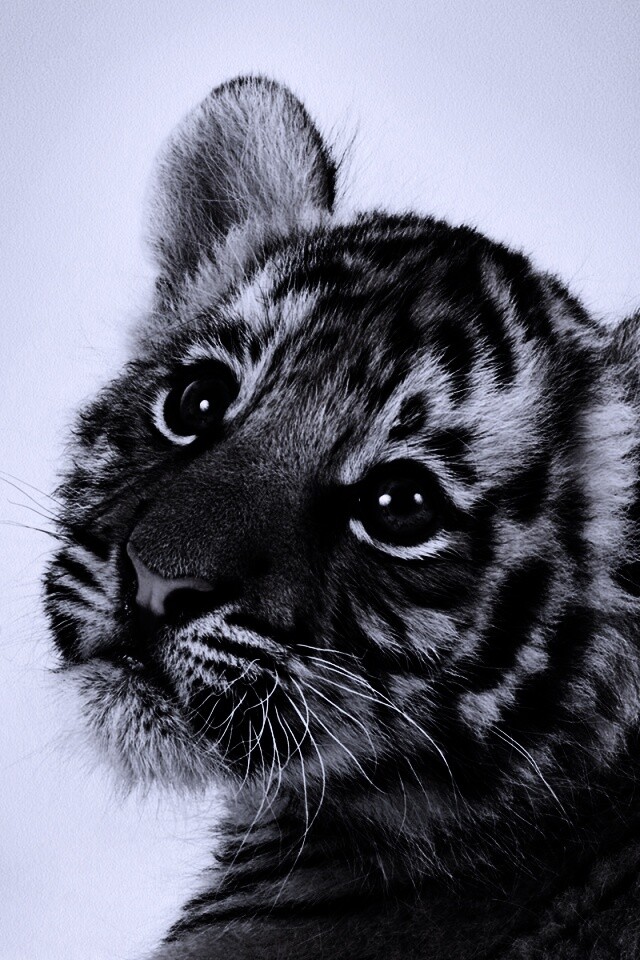Тигрёнок с грустным взглядом обои