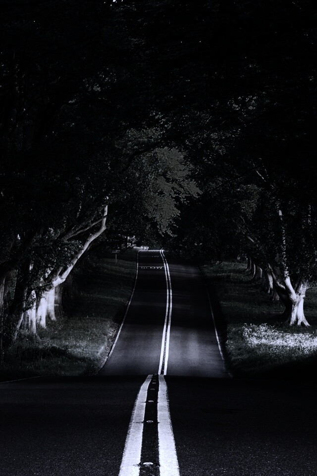 Дорога через лес обои