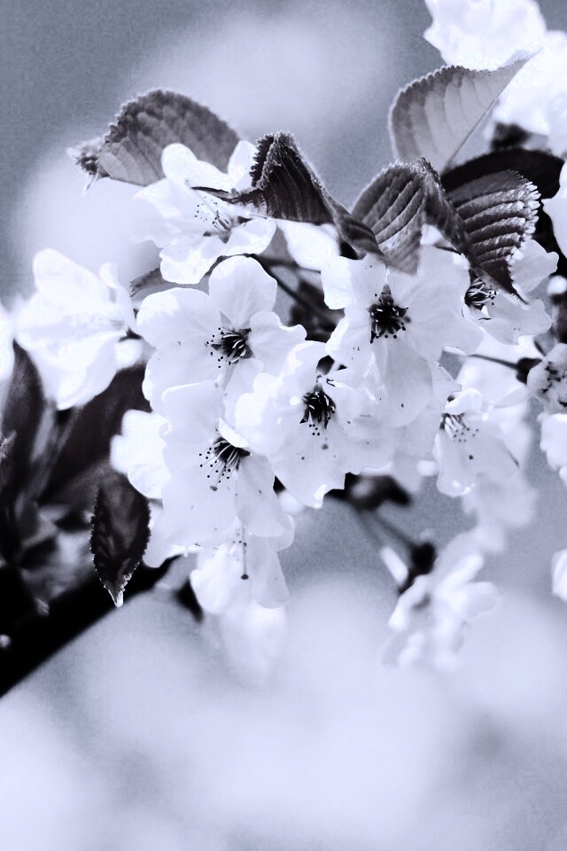 Белые цветы вишни обои