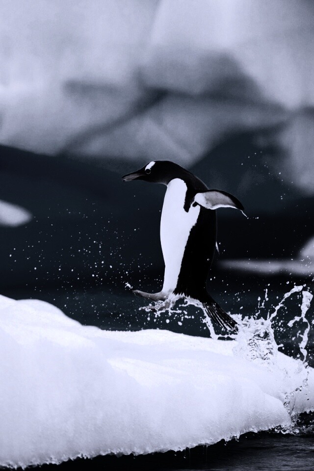Пигвин запрыгивает на льдину обои