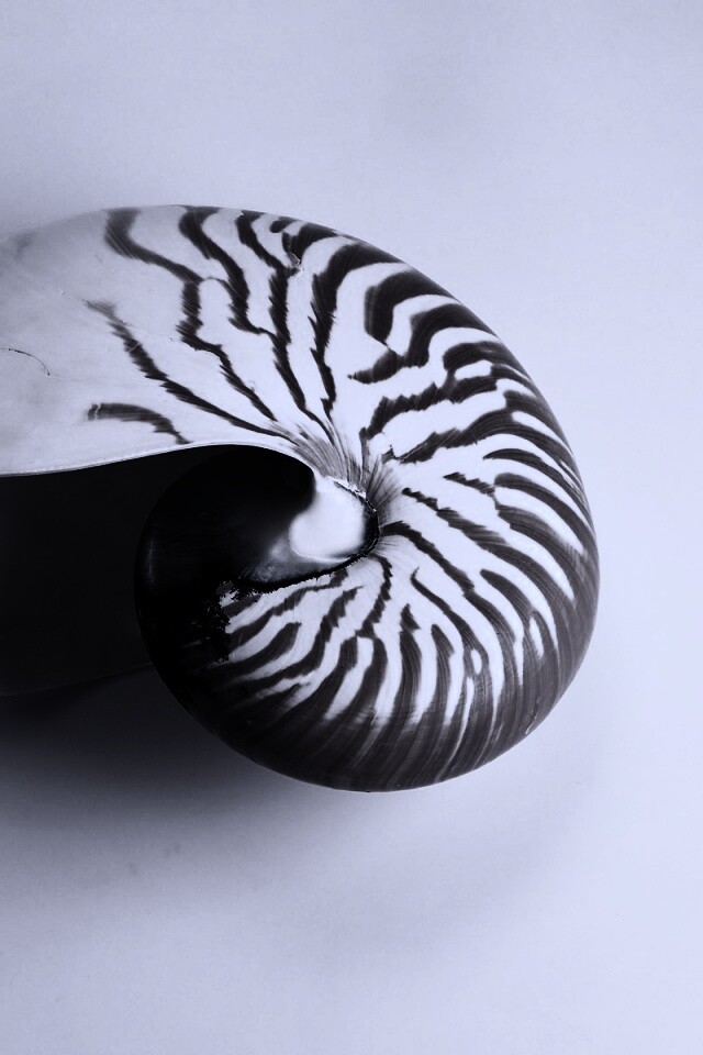 Ракушка в полоску обои