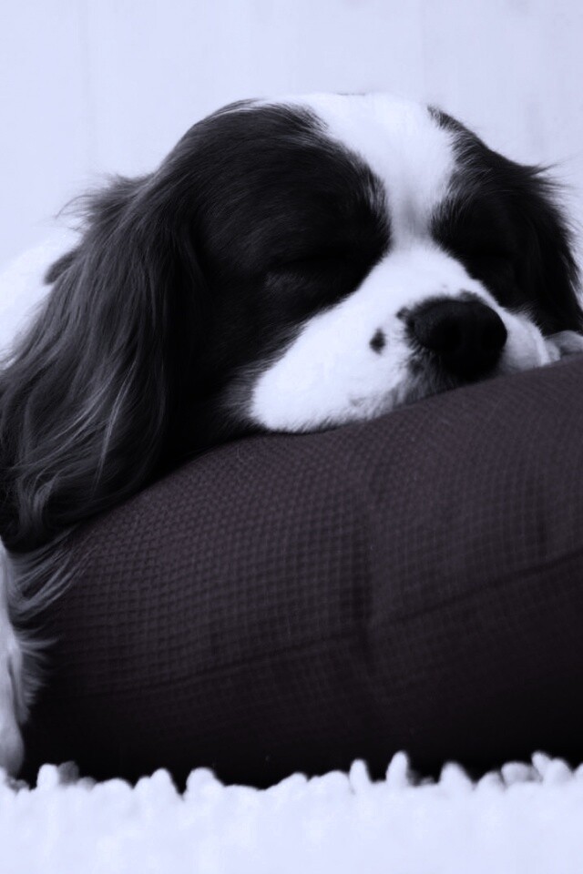 Спящий щенок на красной подушке обои