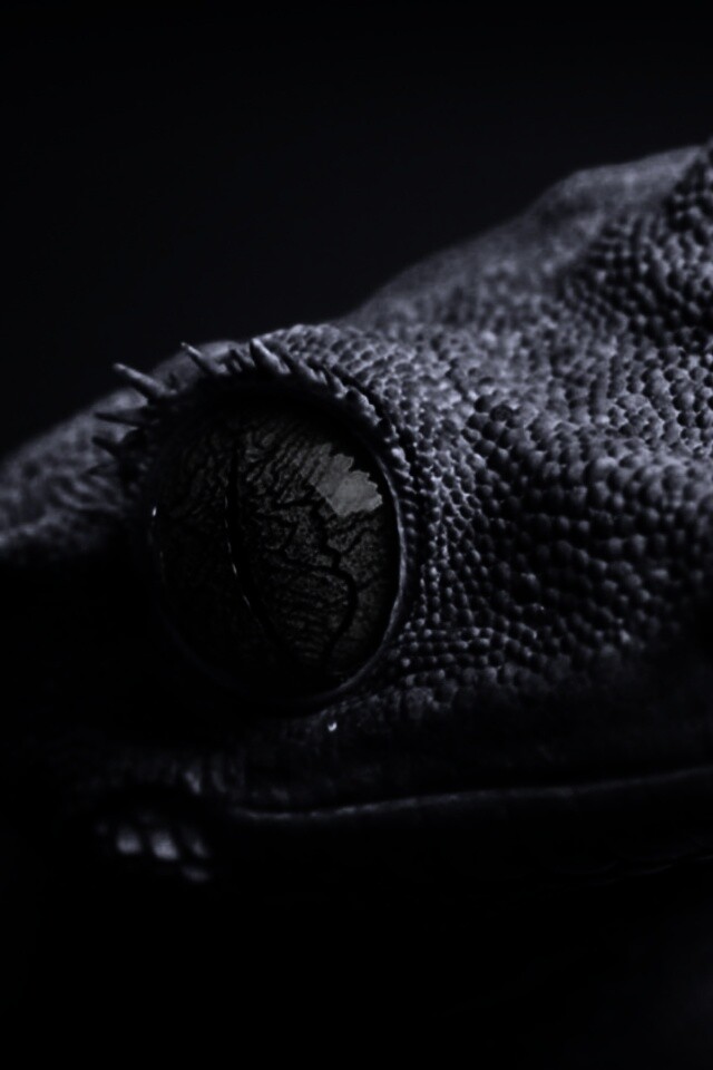 Ящерка обои