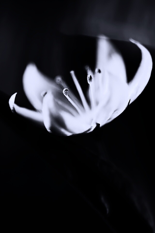 Белый цветок обои