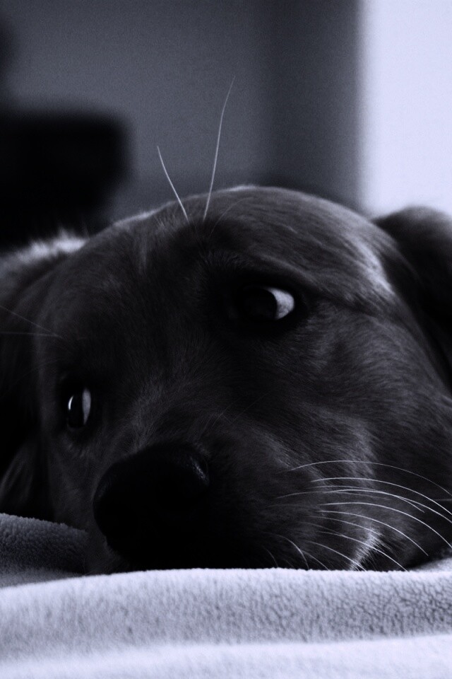 Лабрадор-ретривер обои