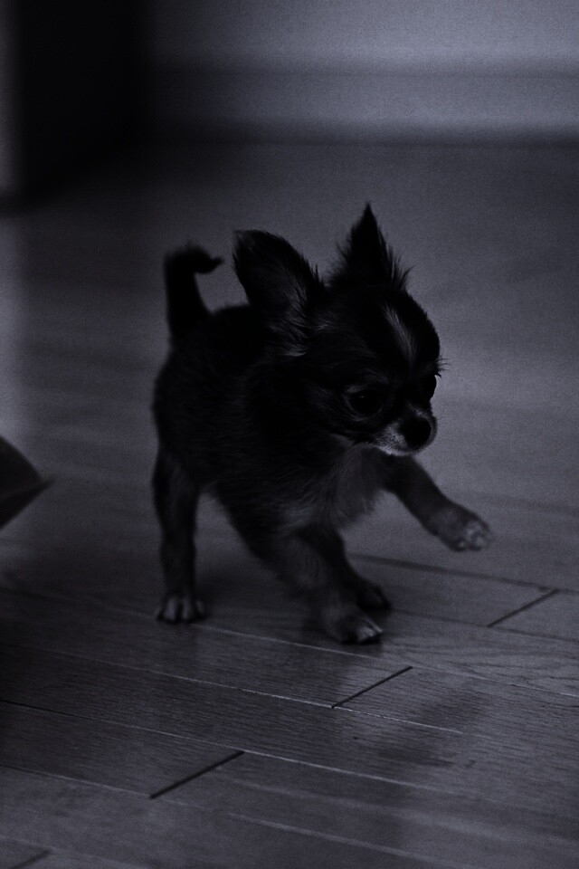 Щёнок той терьера обои