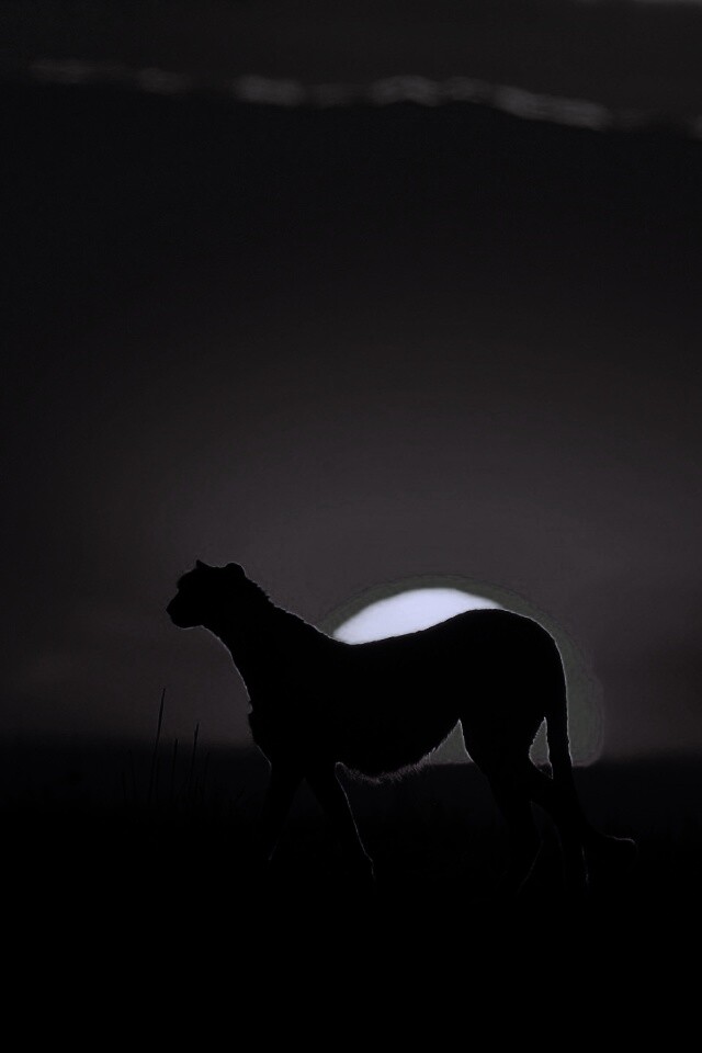 Гепард на закате обои