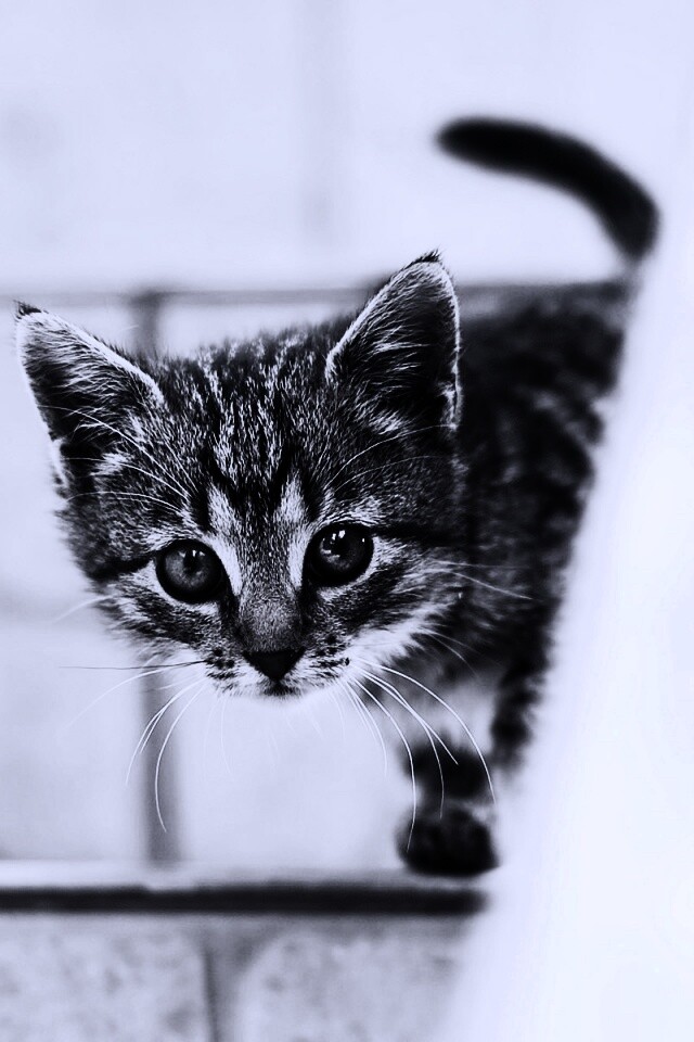 Коётнок выглядвает обои