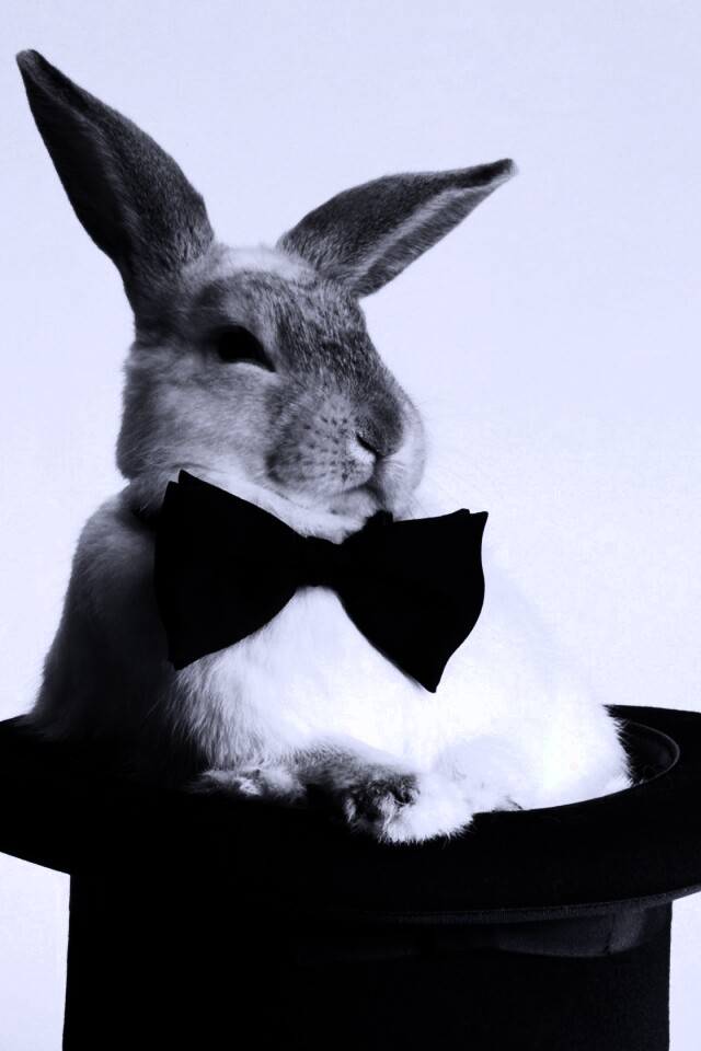 Кролик в цилиндре фокусника обои