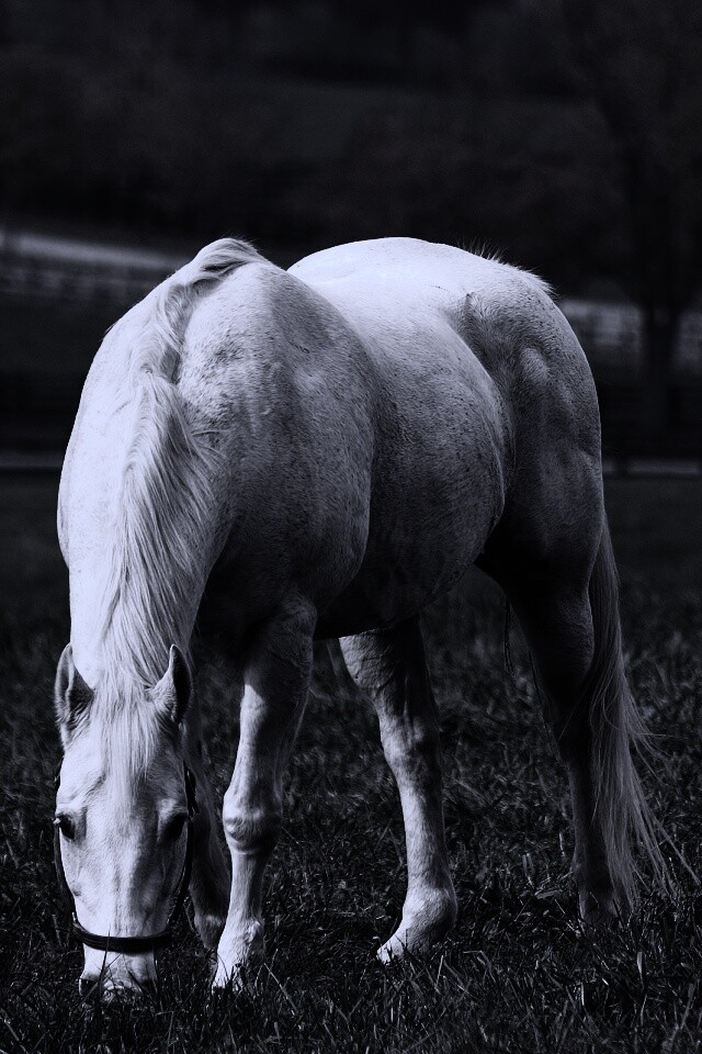 Красивая белая лошадь обои