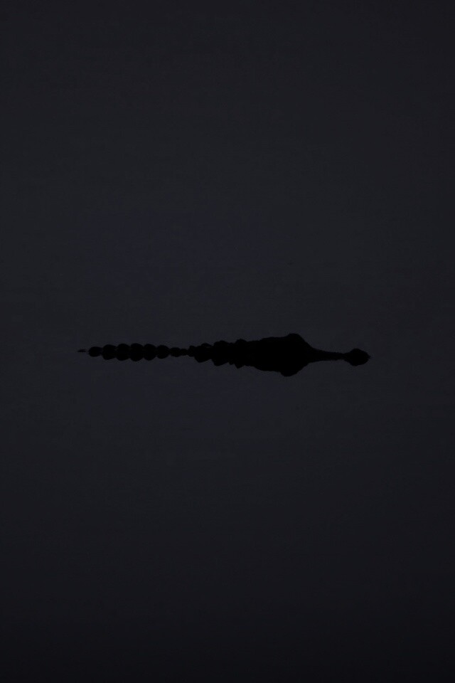 Алигатор обои