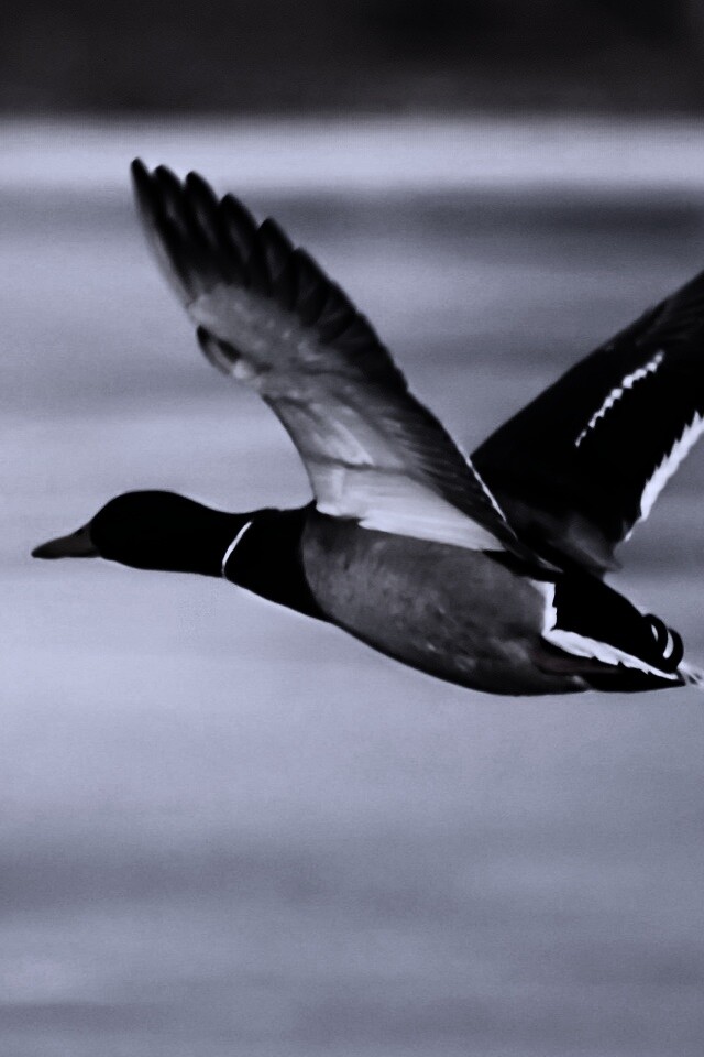 Полёт утки обои