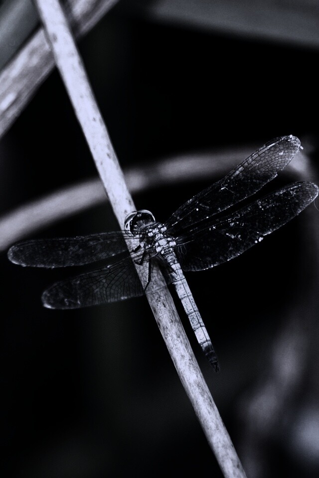 Стрекоза на тарвинке обои