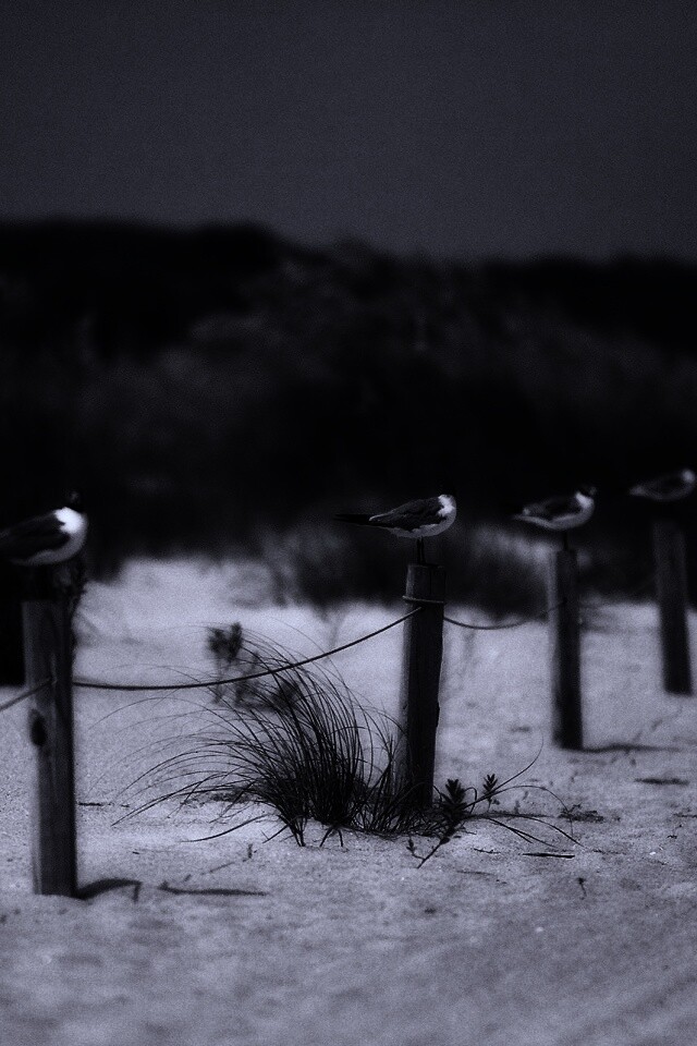 Птички на столбиках обои