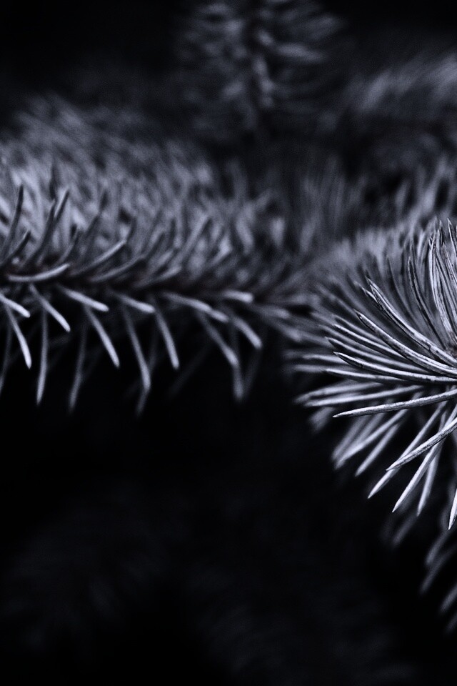 Ветки голубой ели обои